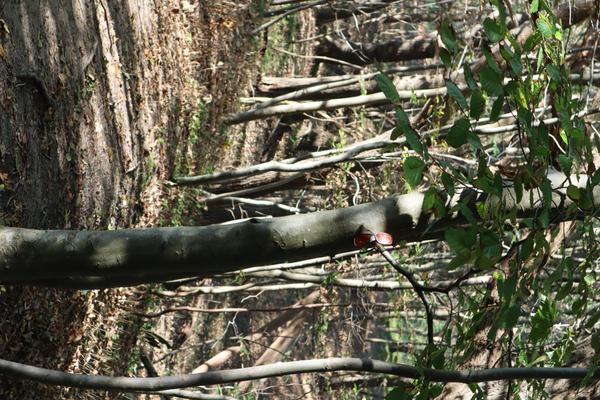 A pair of red sunglasses rests on a smooth tree trunk in a sun-dappled forest